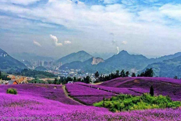 蓝香芥与二月兰的区别是什么?